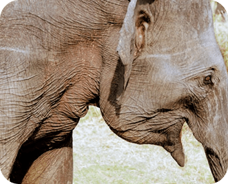 Kandy to Airport via Pinnawala