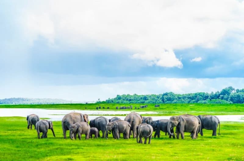 Elephant Safari Adventure