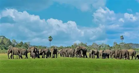 Minneriya National Park