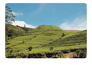 Tea Factory, Waterfall & Royal Garden