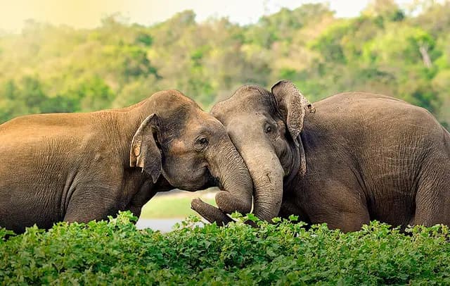 Timeless Sri Lanka