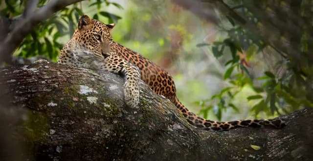 Yala National Park Safari